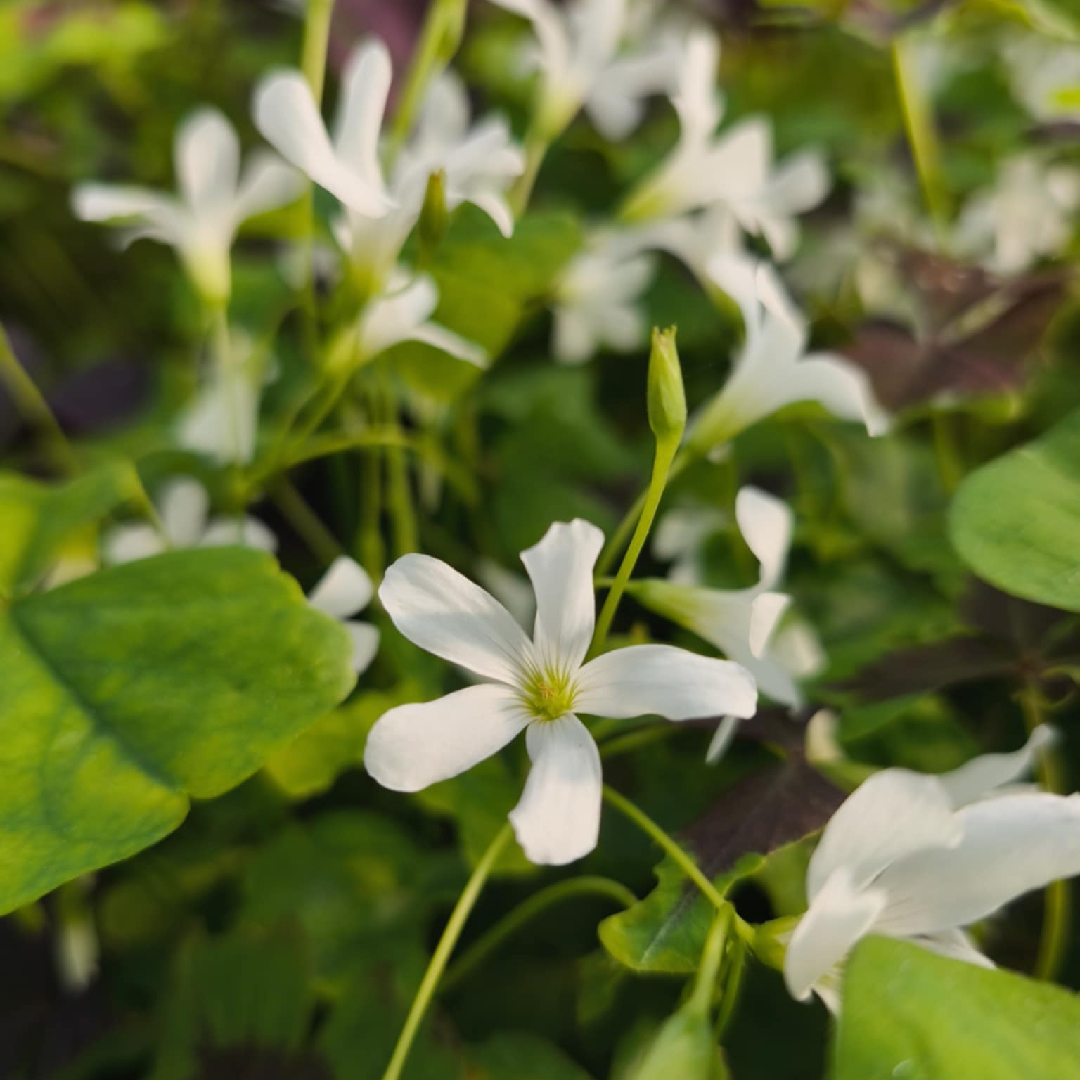 Oxalis blanche