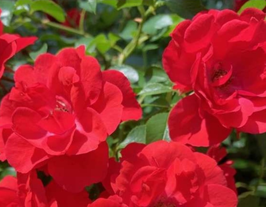 Fleurs de rose rouge (par 15)