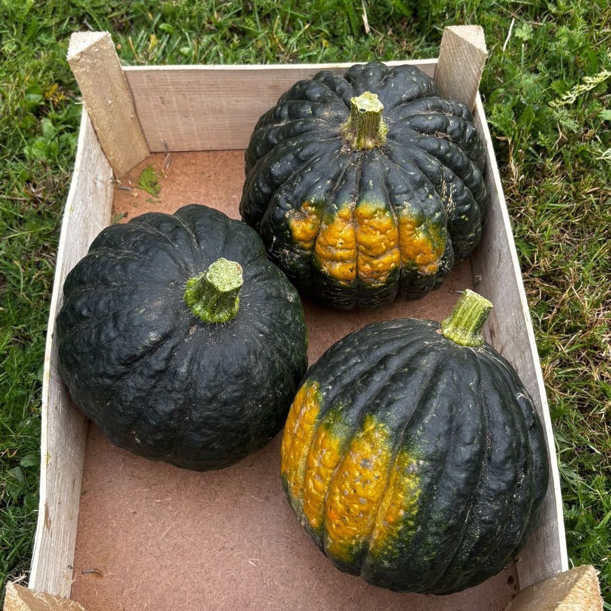 SHIATSU - 1kg