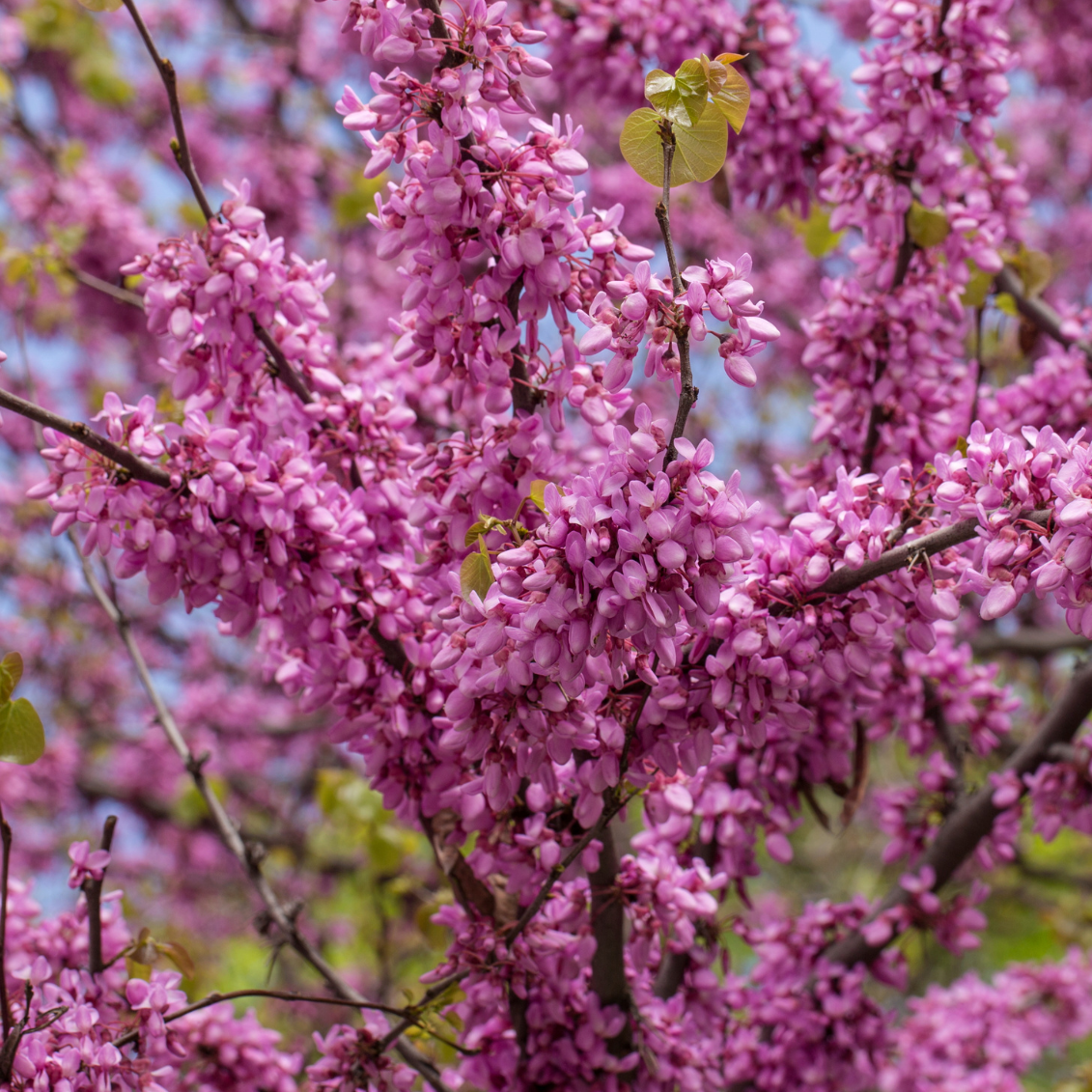 Arbre de Judée - 3l