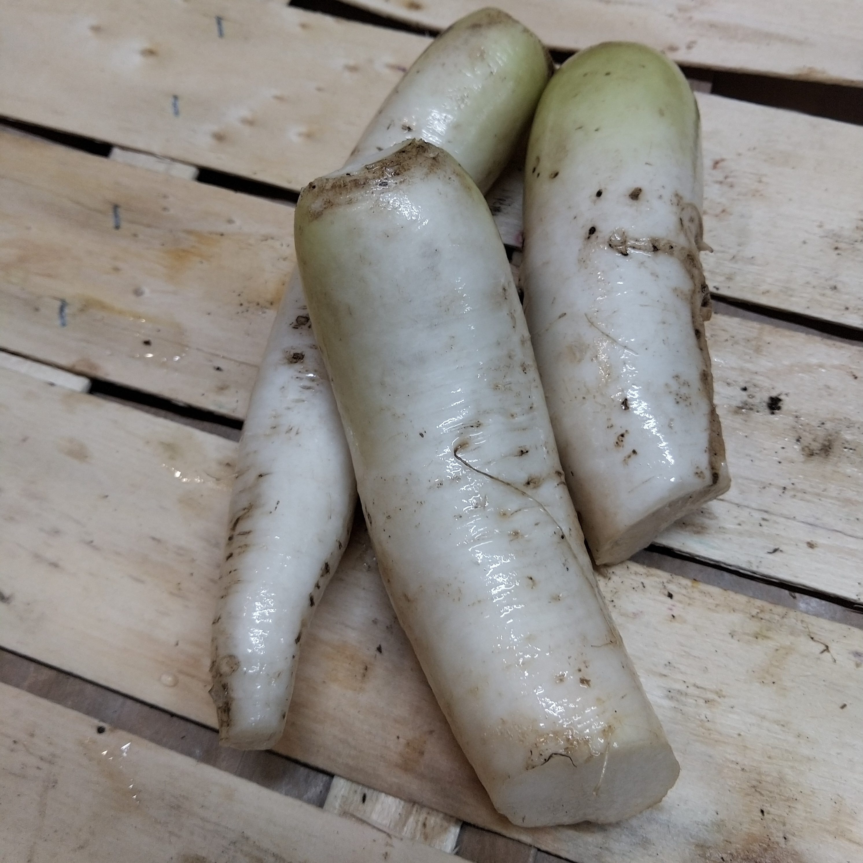 Radis blancs Daîkon vrac