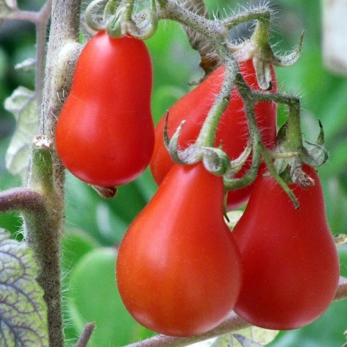 TOMATE Cerise Poire rouge Bio