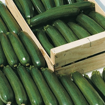 Plant Courgette Longue Verte - 150g