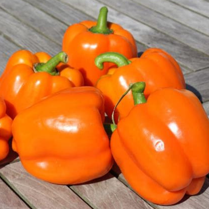Plant - Poivron carré orange / cubo orange