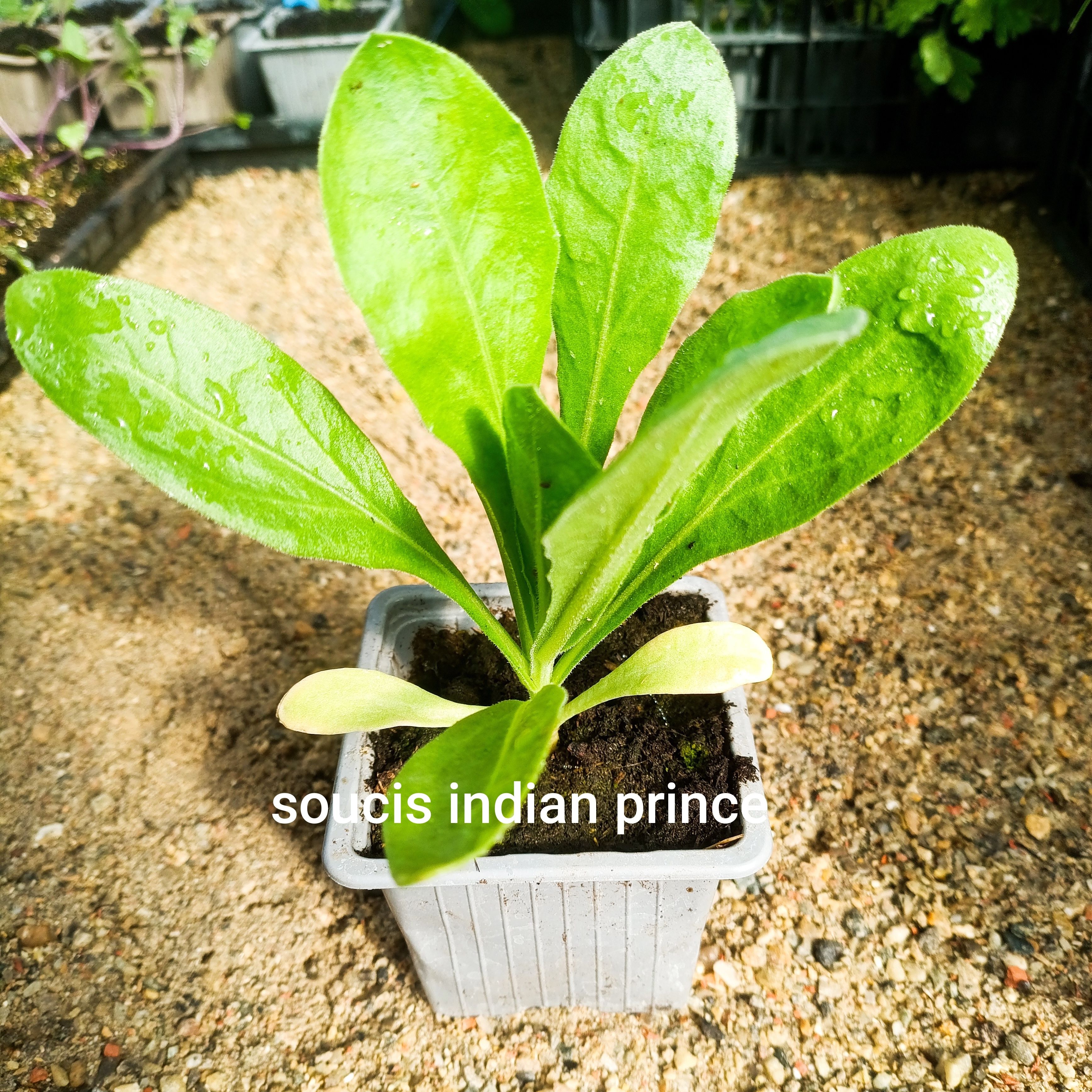 Plant fleur comestible - soucis indian prince