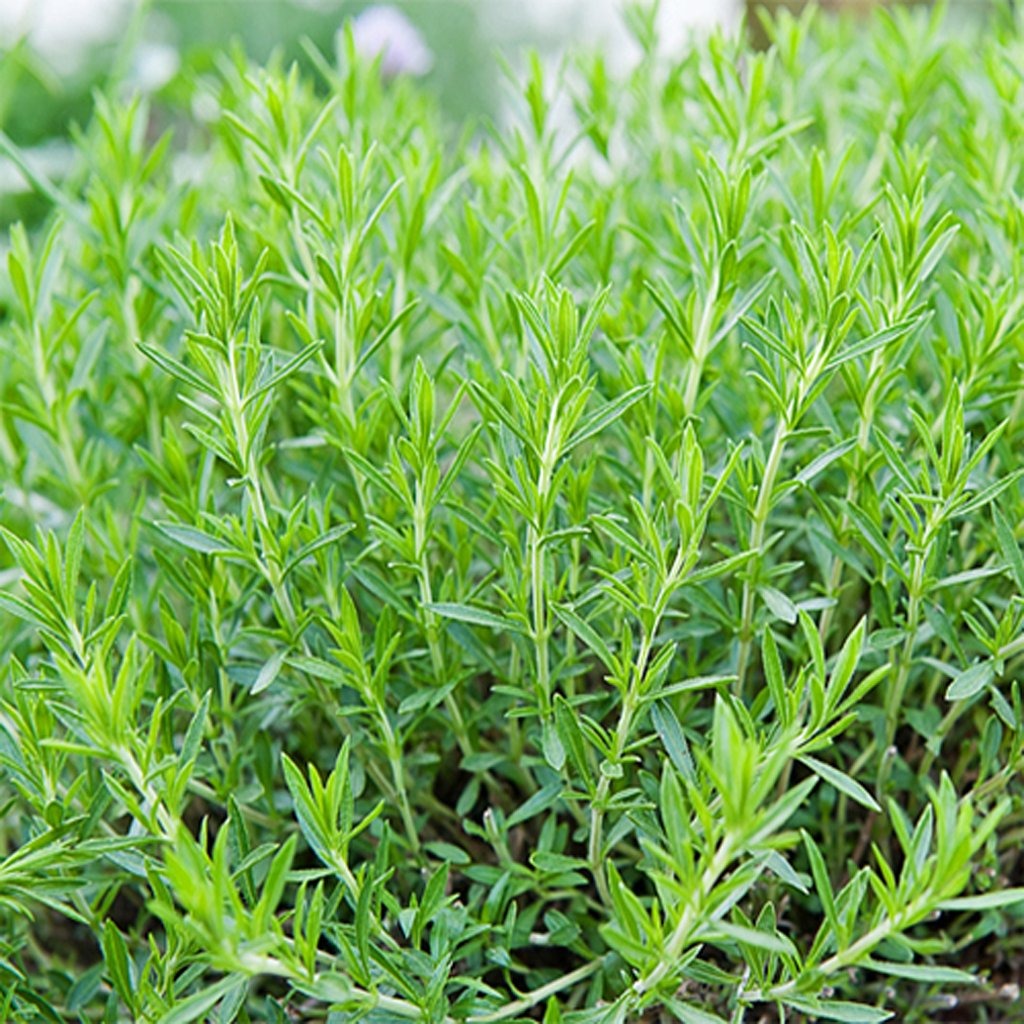 Estragon de Russie frais - 50g - 50g
