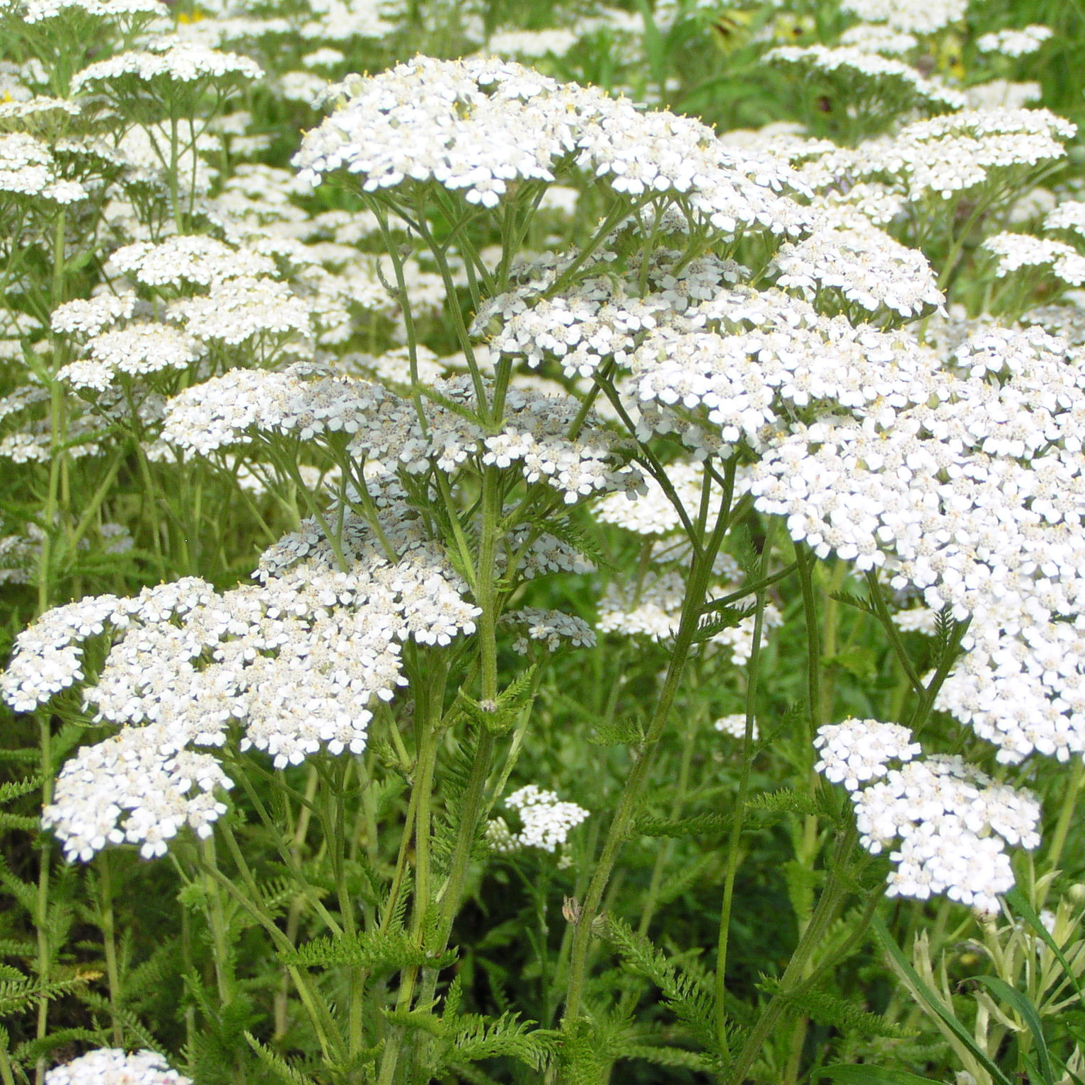 Achillée millefeuille, fleurs • Plante simple - 30g