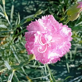 Œillet des fleuristes