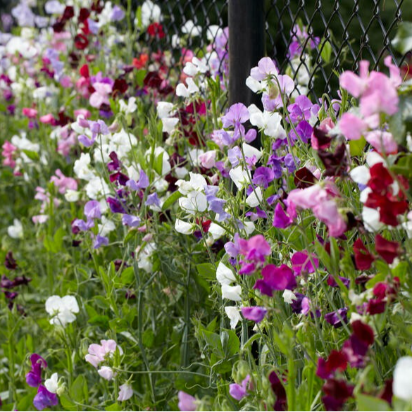 Pois de senteur en mélange en pot 10.5 cm