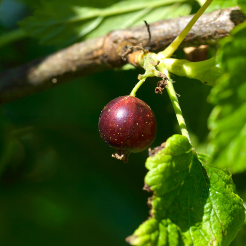 CASEILLIER ANITA Bio