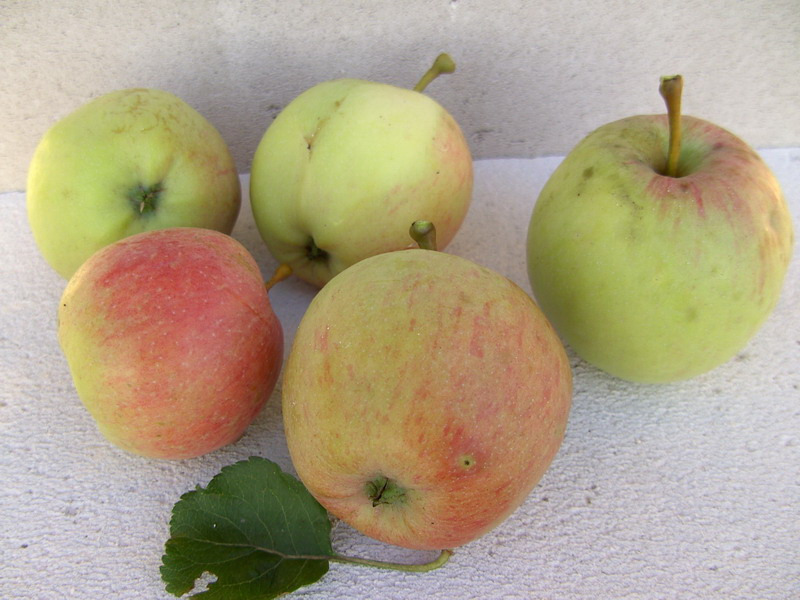 Pommier - Malus domestica "Alfred Jolibois"