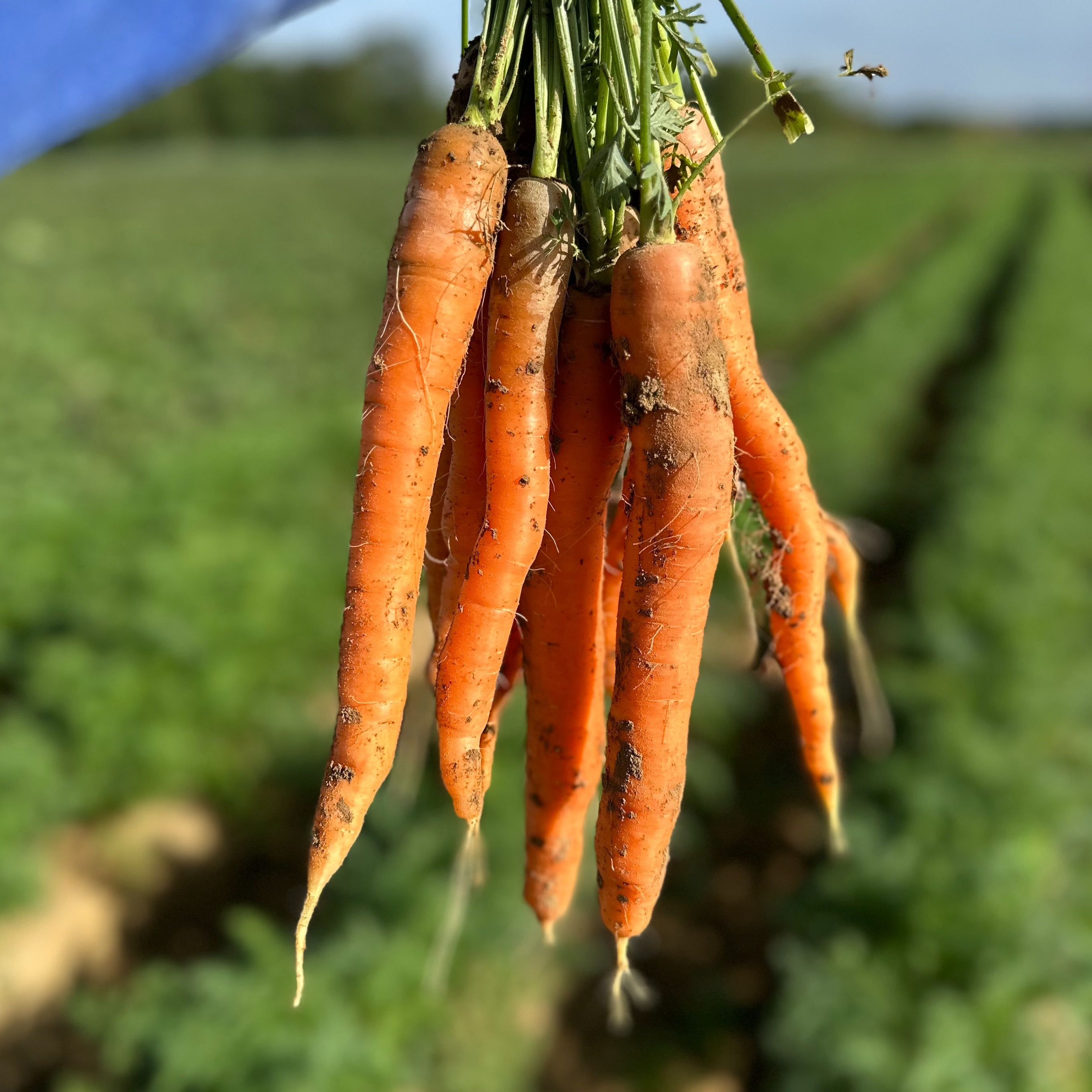 Botte de carottes