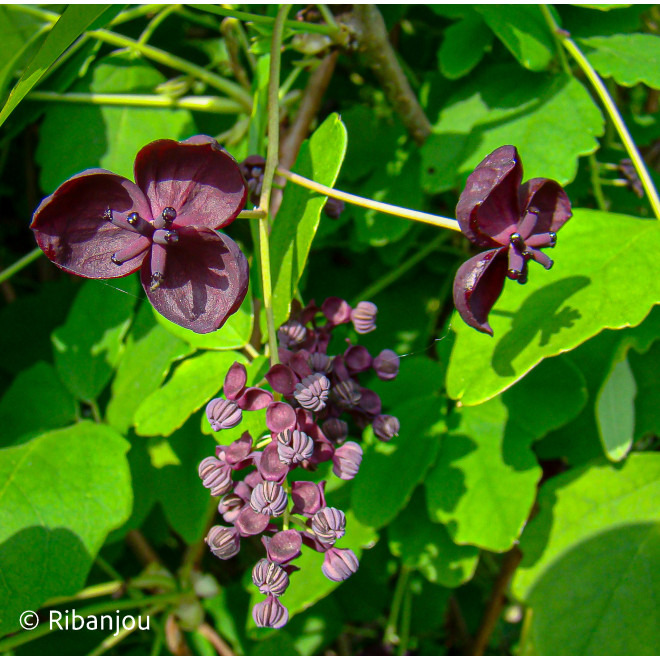 AKEBIA PENTAPHYLLA
