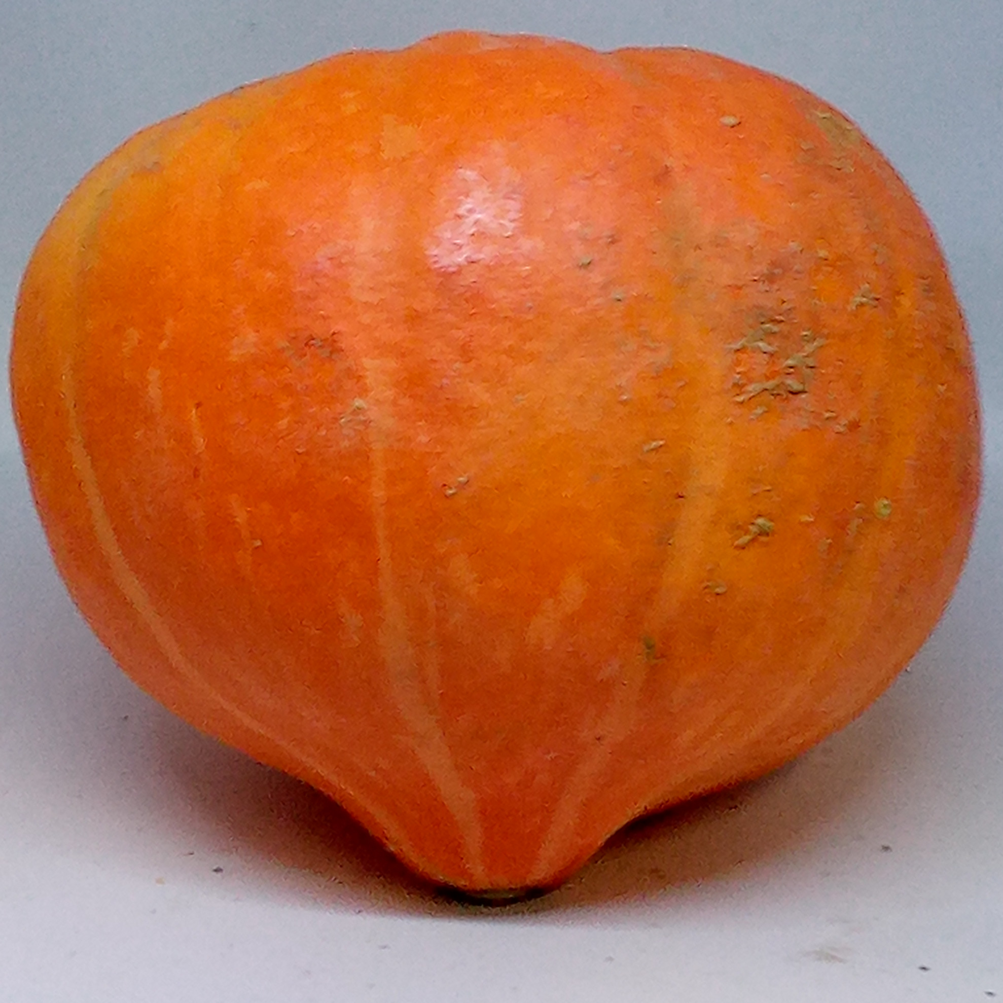 courge potimarron