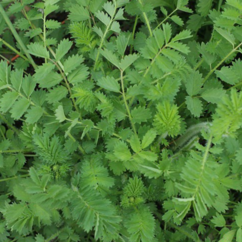 Pimprenelle (par 20gr)