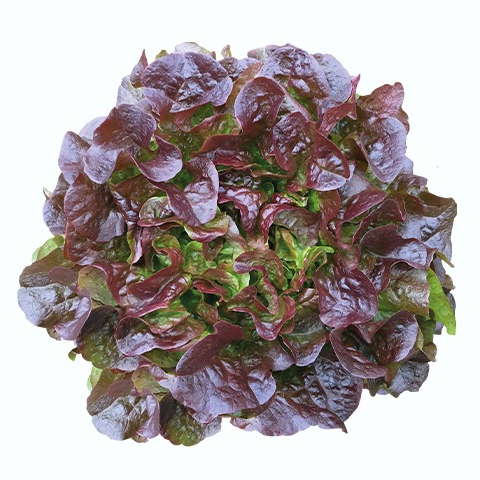 Laitue feuille de chêne rouge