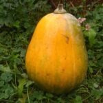Courge à soupe Sucrine du Berry - 1,2kg