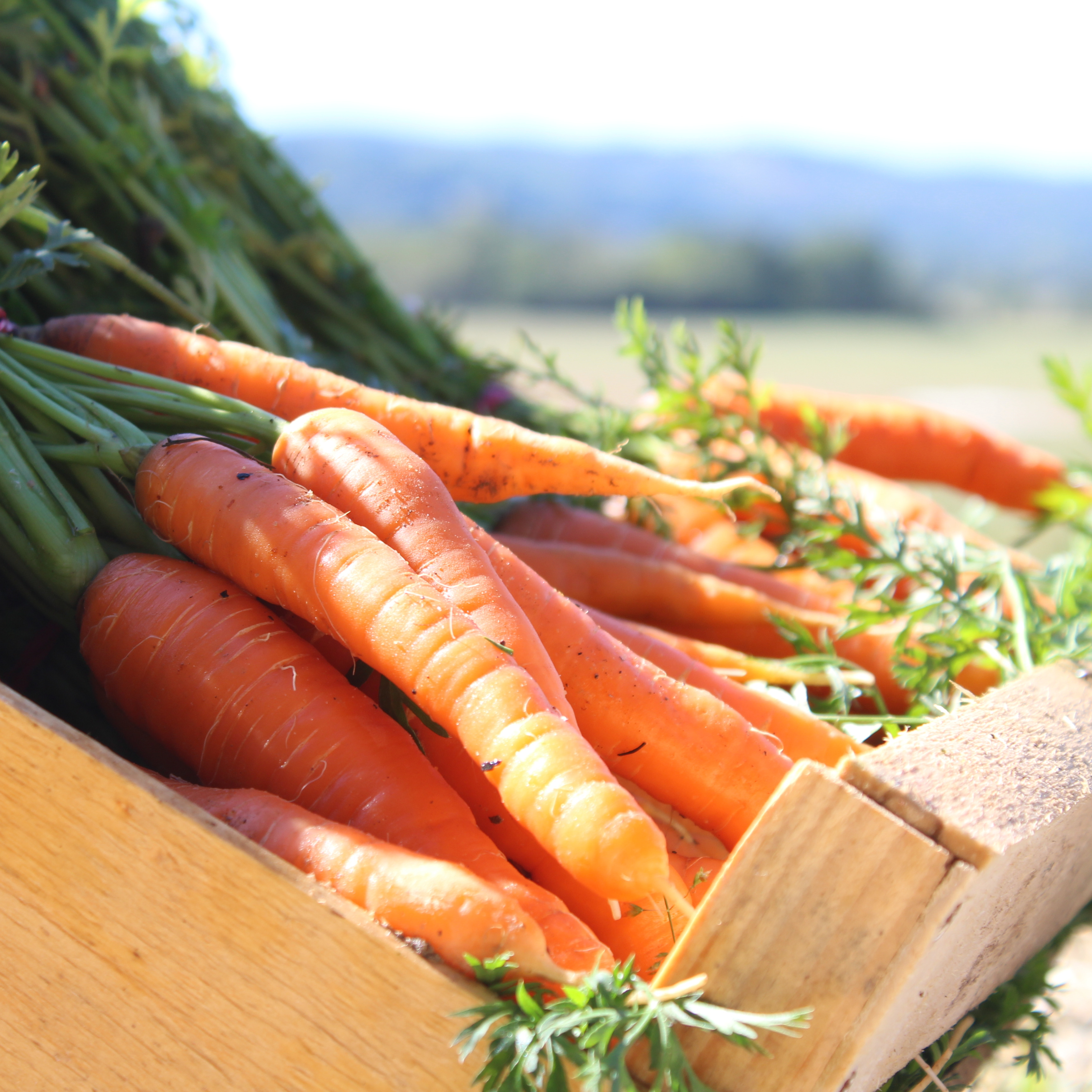 Carotte - botte - 600g
