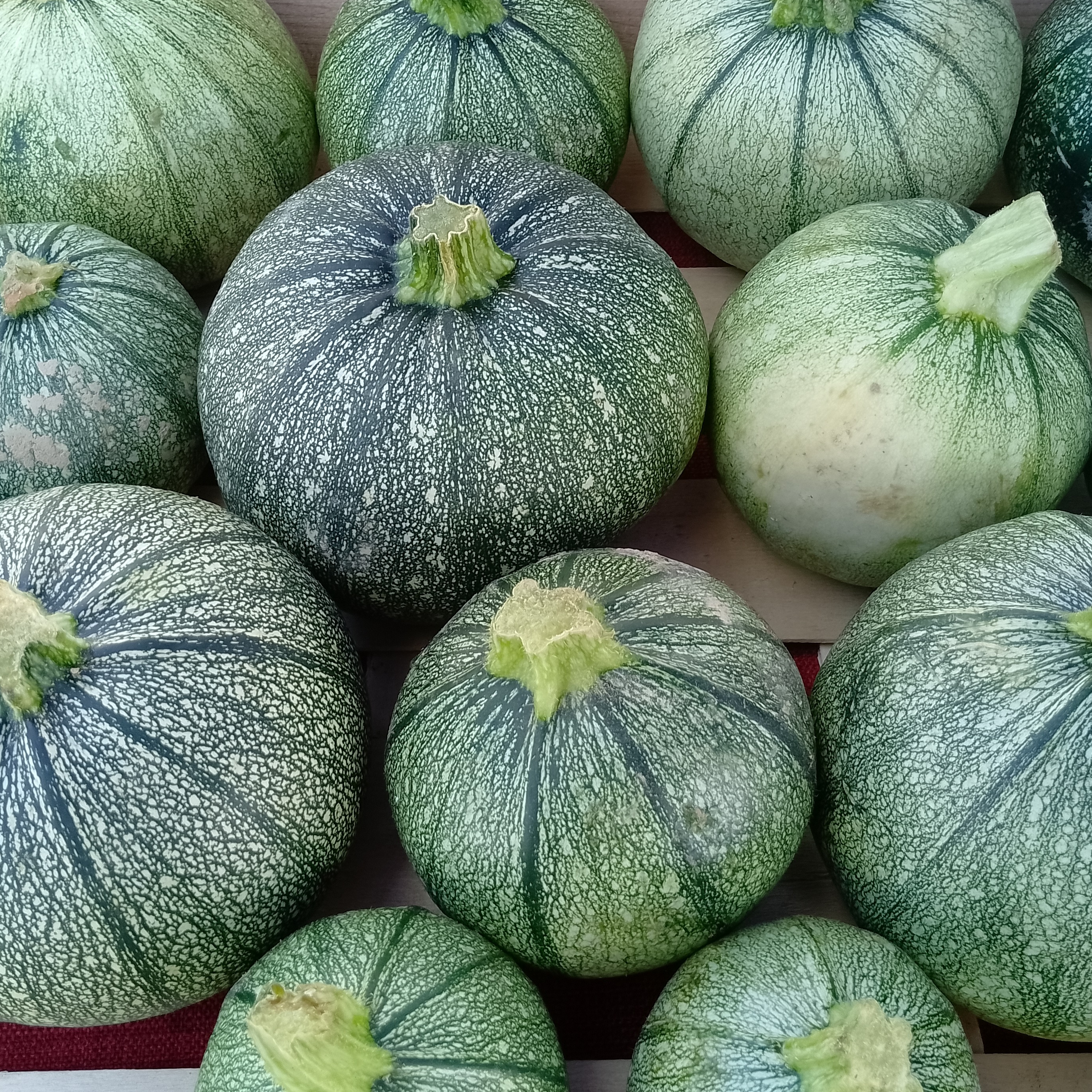 Courgette ronde de nice
