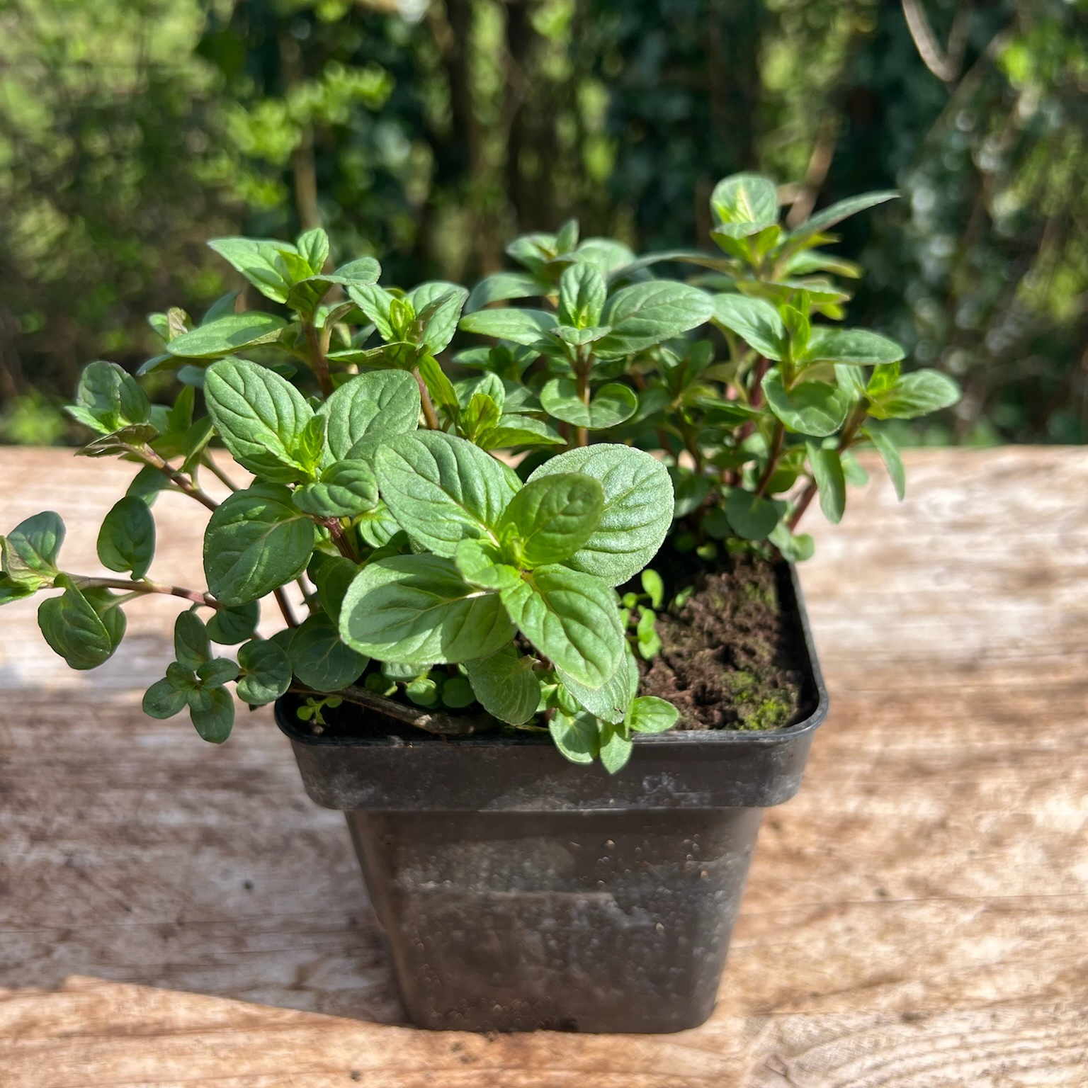 Plant Menthe Chocolat Bio - 650g