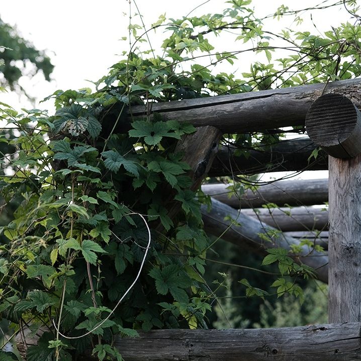 Houblon