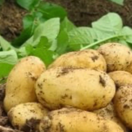 Pomme de terre jaune