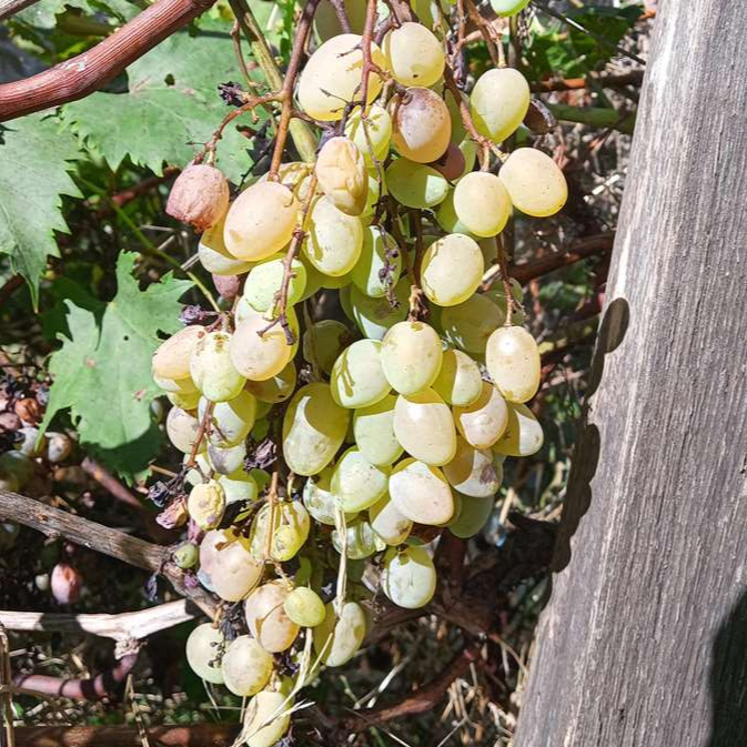 raisin dattier de Beyrouth