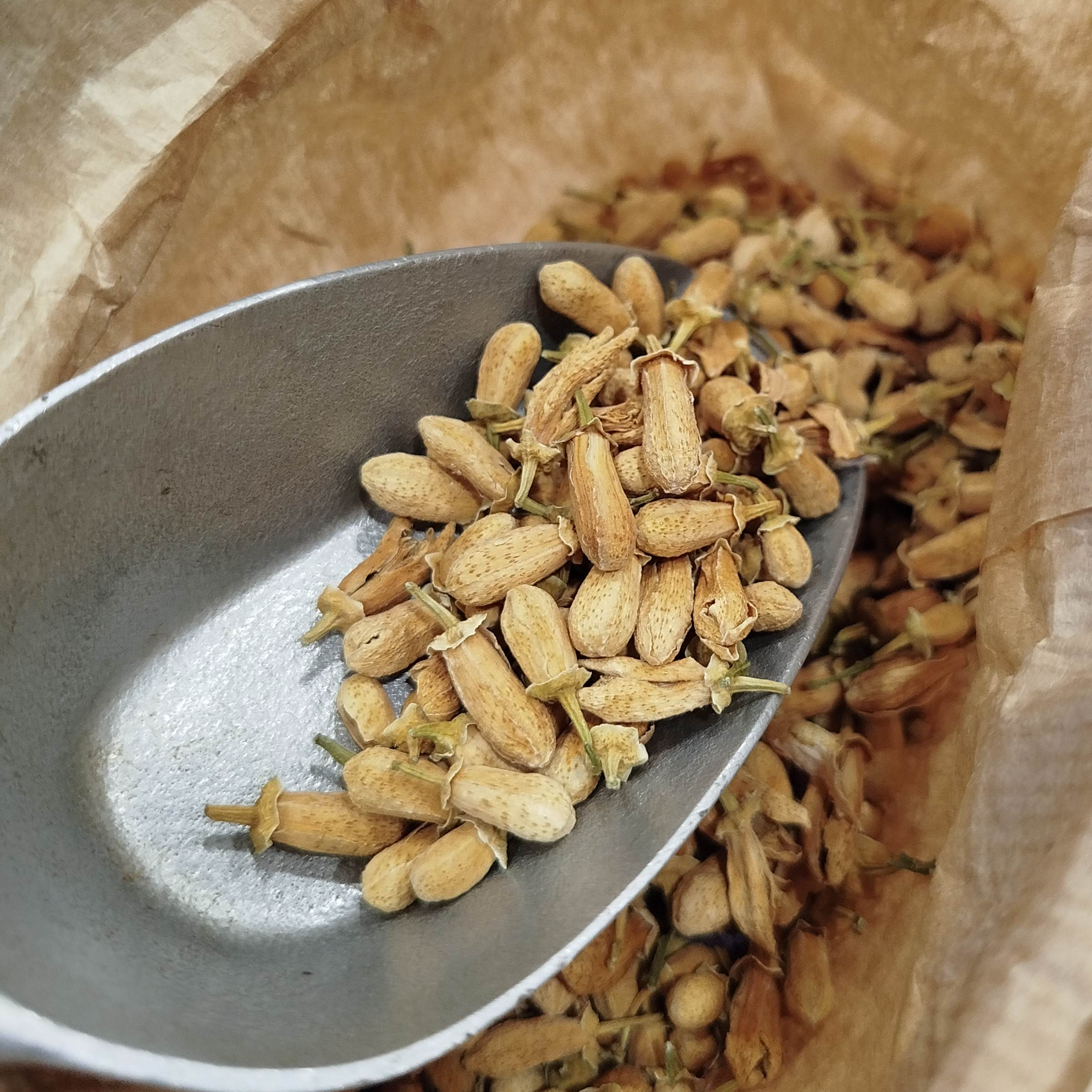 Fleur d'oranger bouton