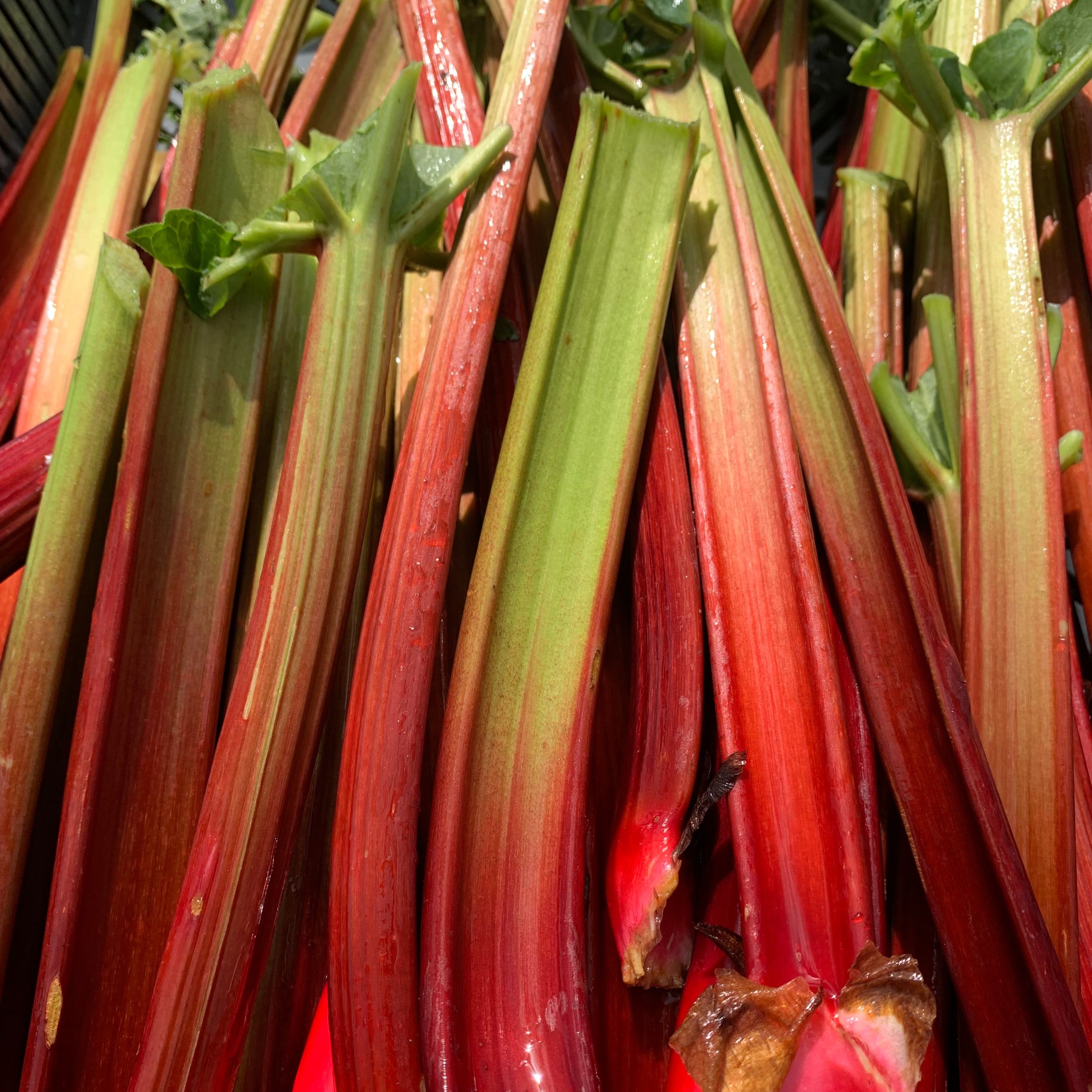 Rhubarbe bio kg