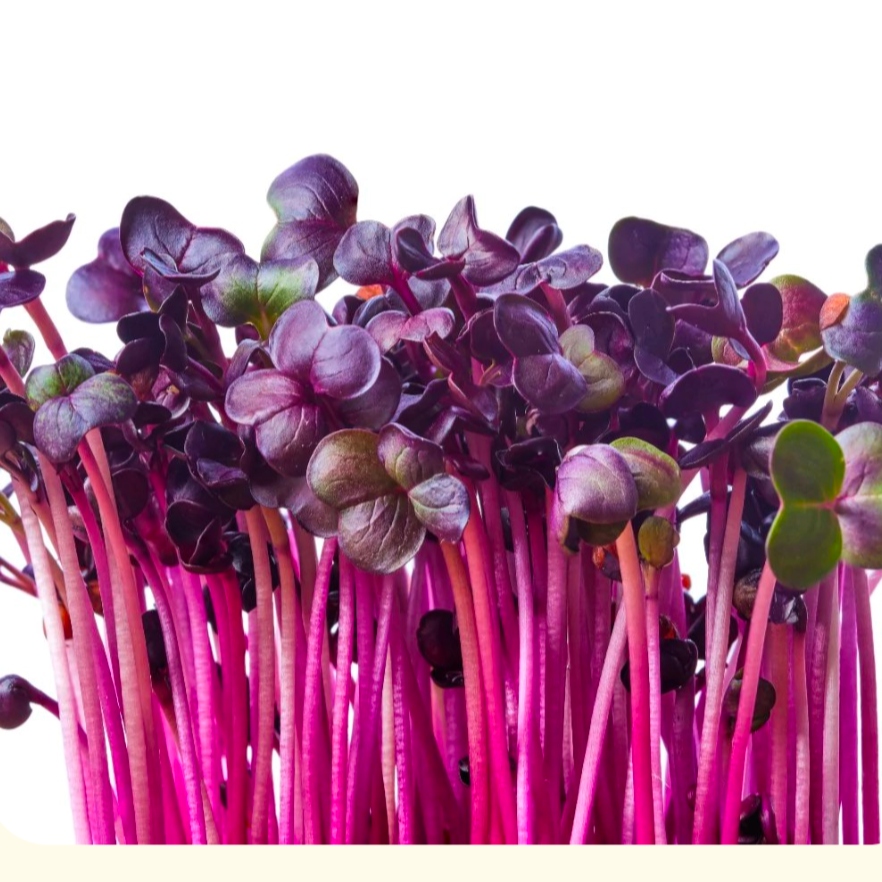 Radis Sango baby - 10g