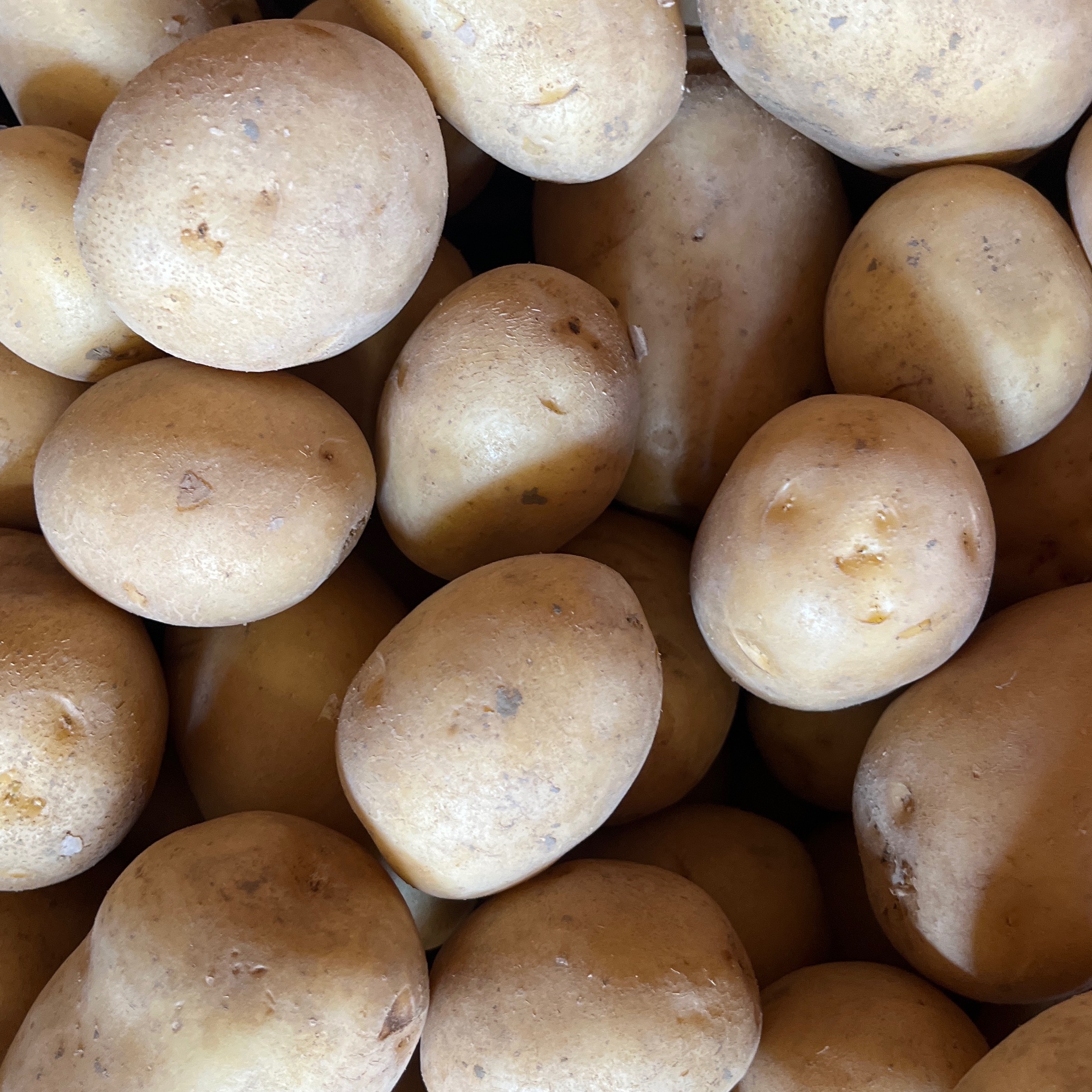 POMME DE TERRE MONA LISA - NOUVELLE RECOLTE