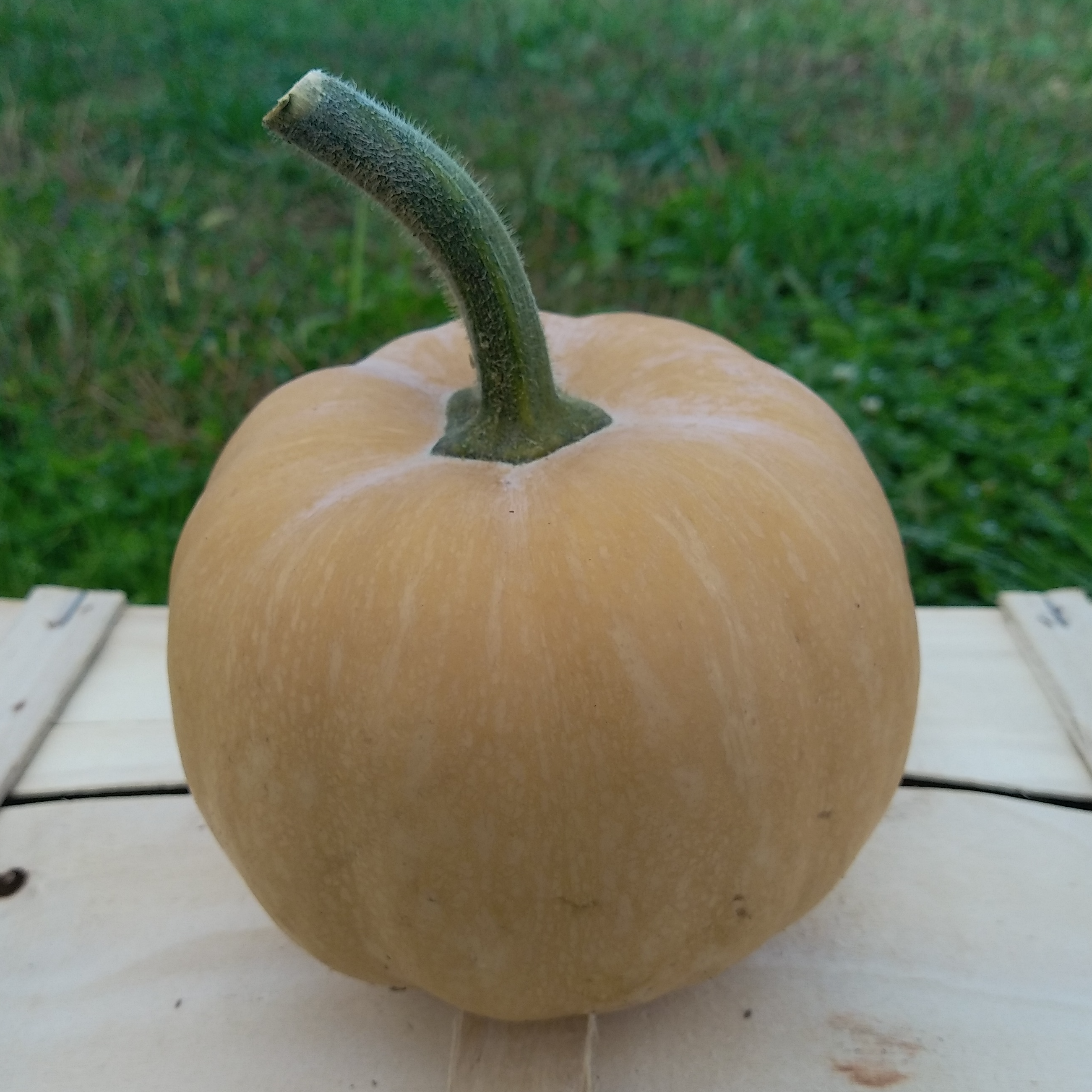 Courge mini-musquée - 800g