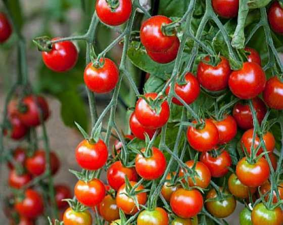 Plant de tomates cerise rondes rouges