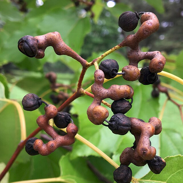 Hovénie sucrée - pot 3-4L