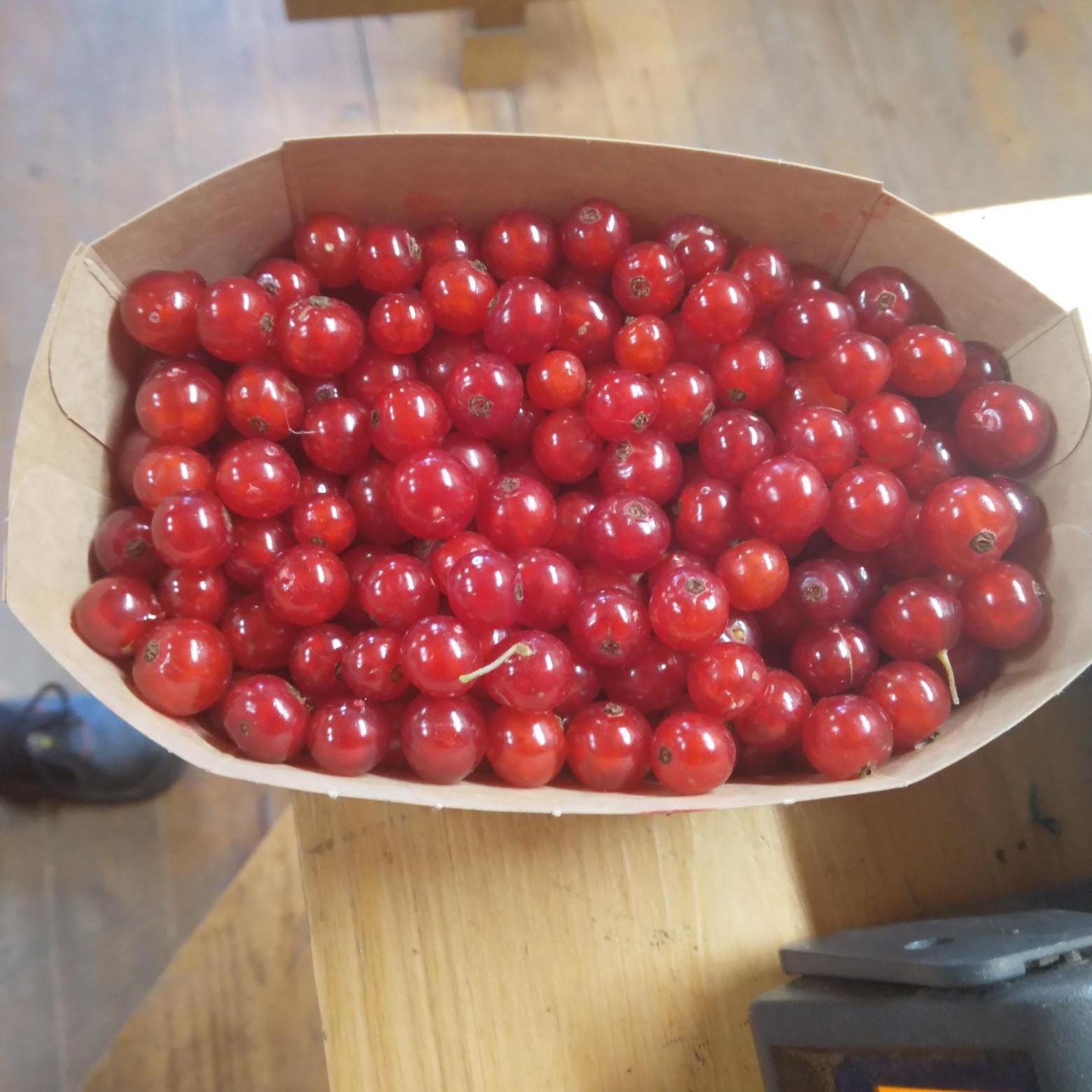 Barquette de groseilles - 125g