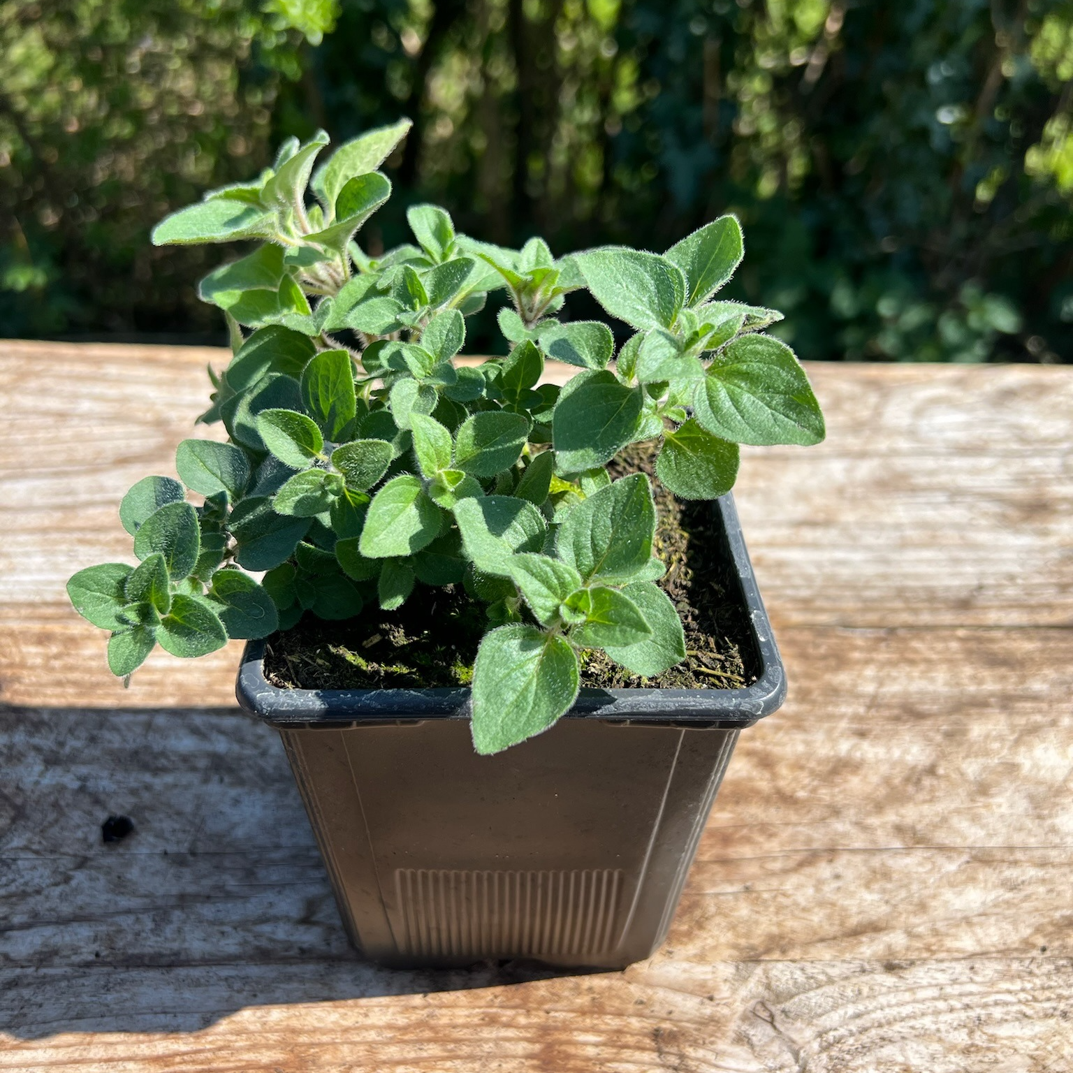 Plant Origan Épicé Bio - 650g