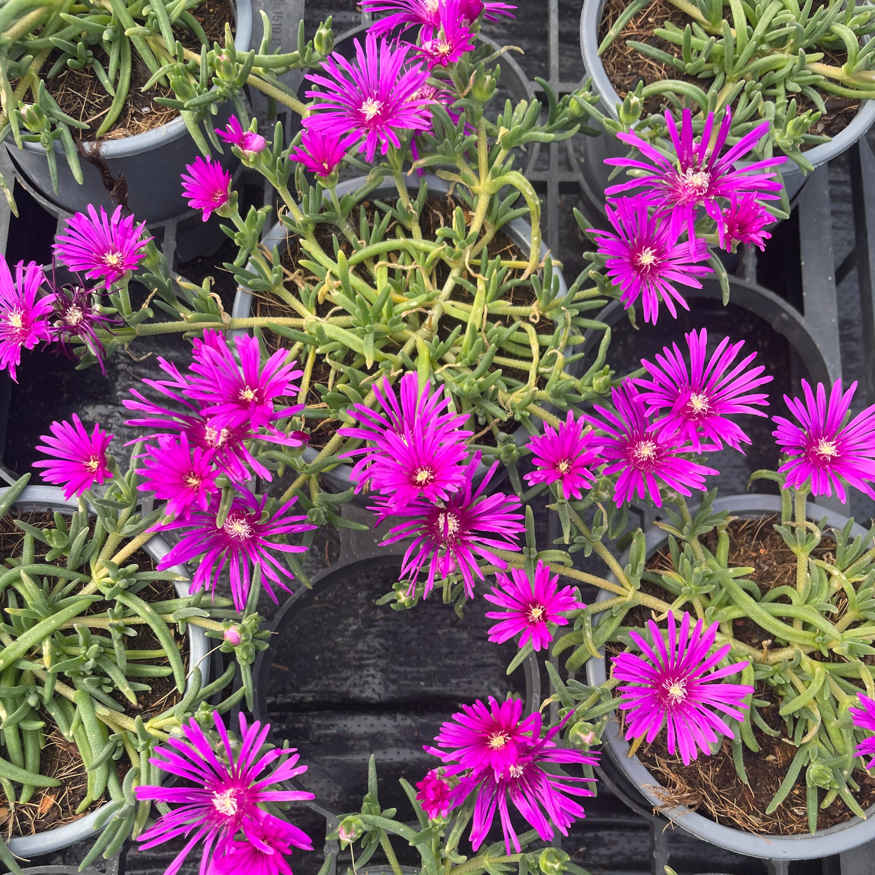 Delosperma