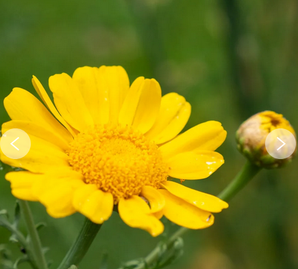 Plants fleurs- Chrysanthème comestible double Garland