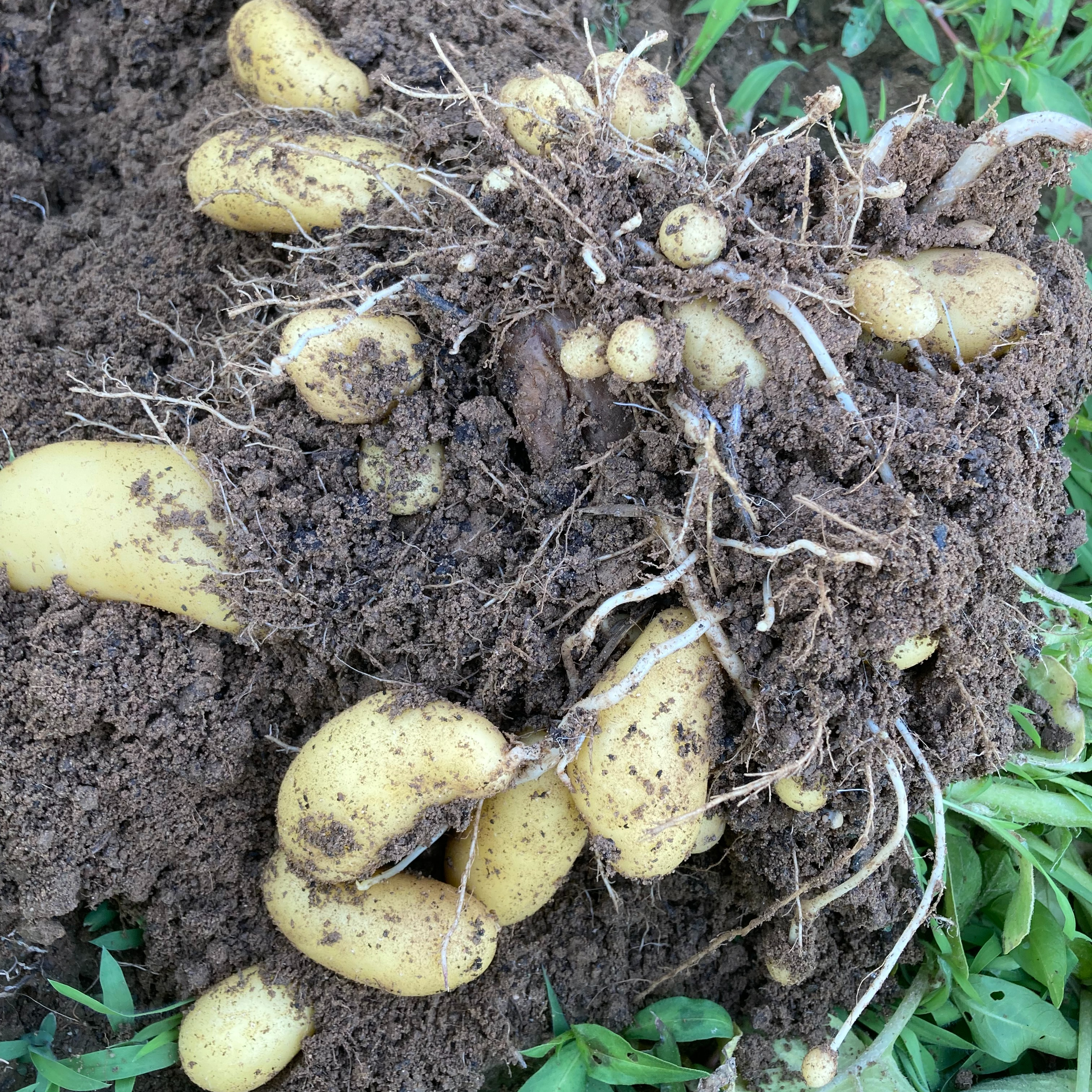 Pomme de terre Grenaille (1kg)