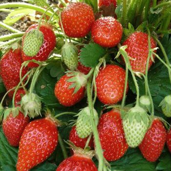 Fraisier Ciflorette (non remontant)  - Godet 7x7