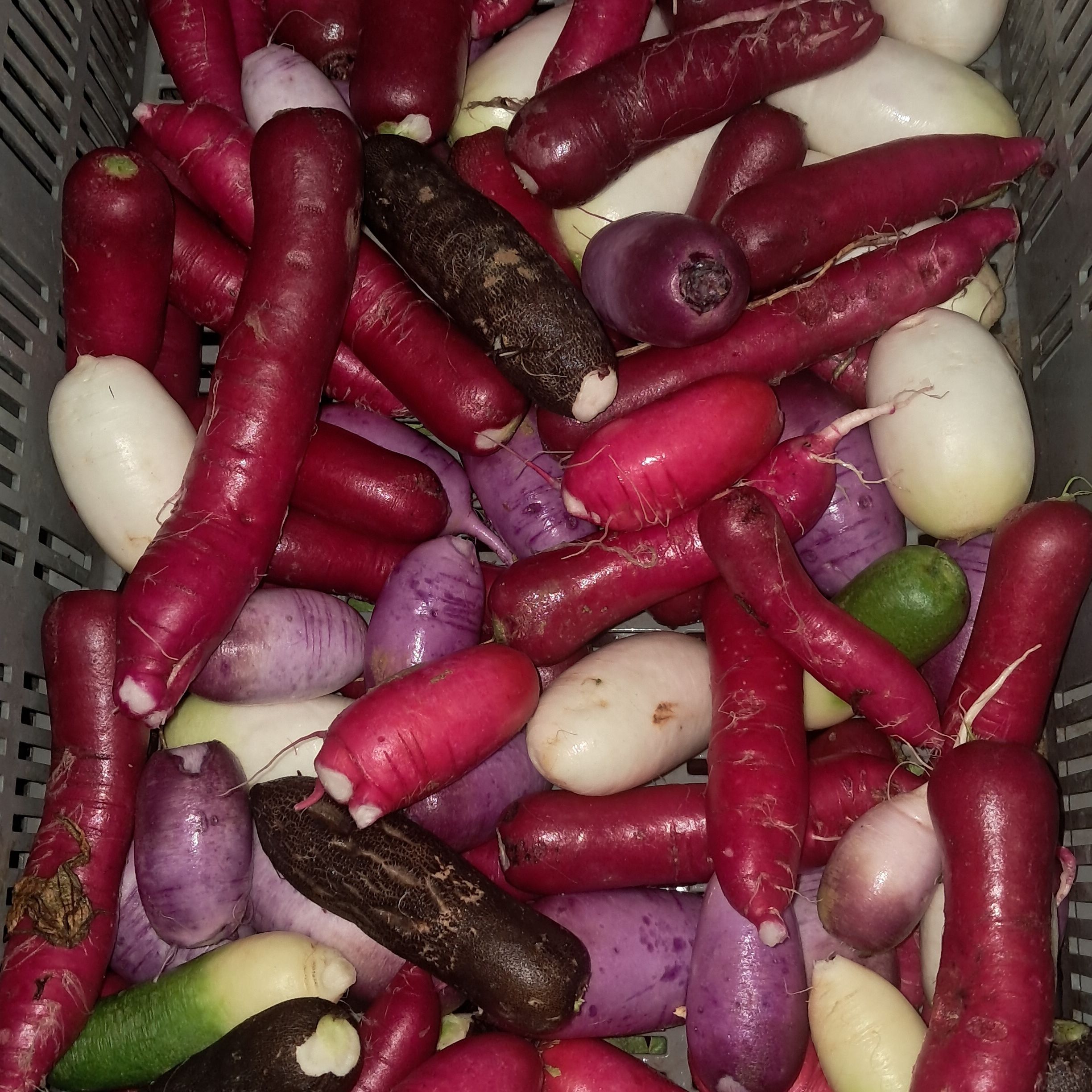 Radis d'hiver et divers: noir, blanc, rose, violet, rouge... - 1kg