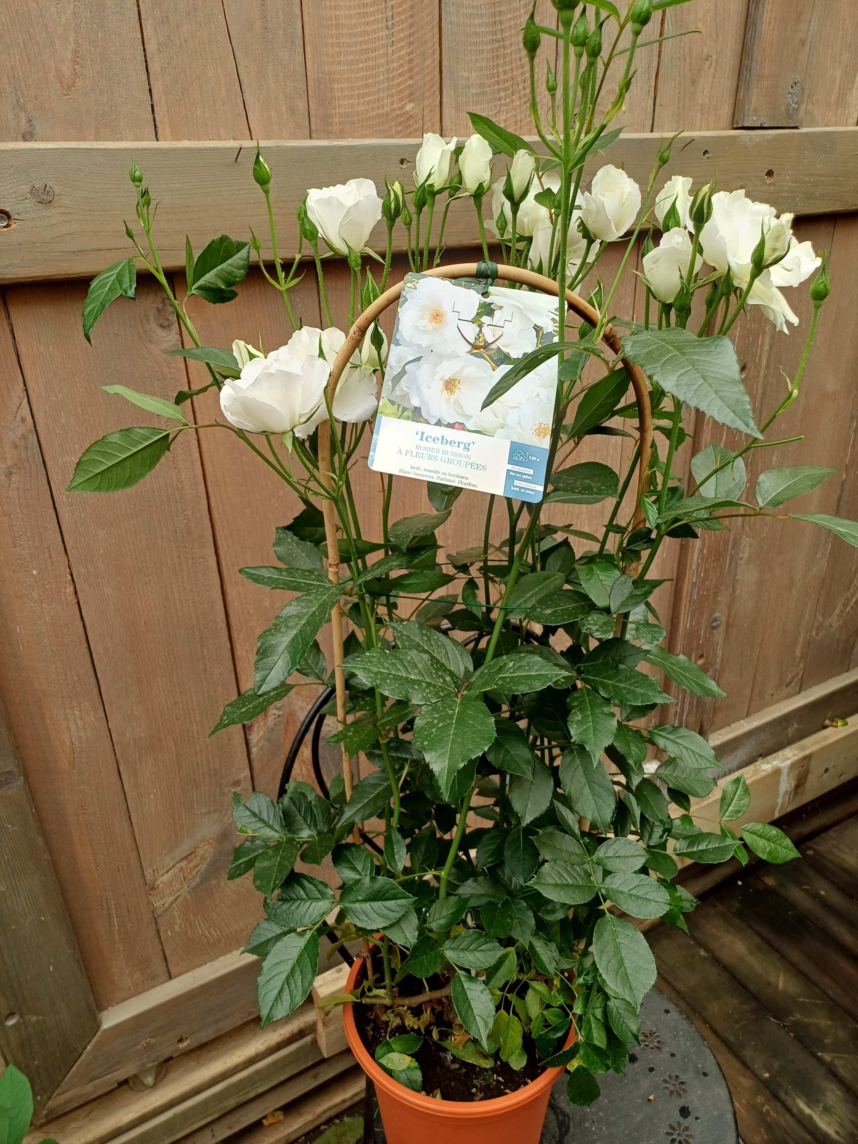 rosier de jardin, blanc