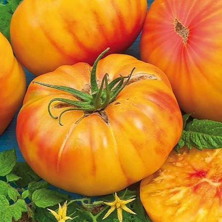 Tomate Ananas en godet 8 cm