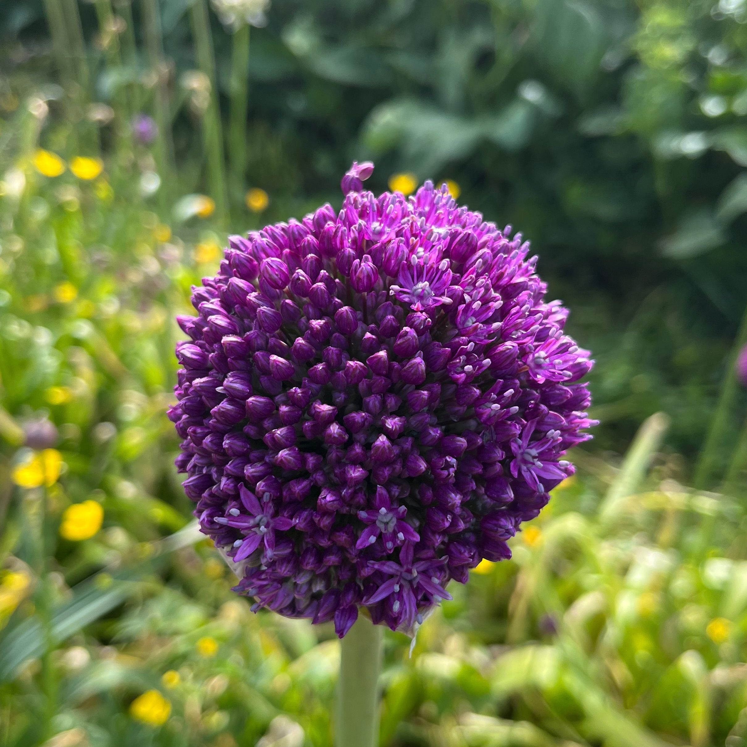 ALLIUM Emperor 5 tiges