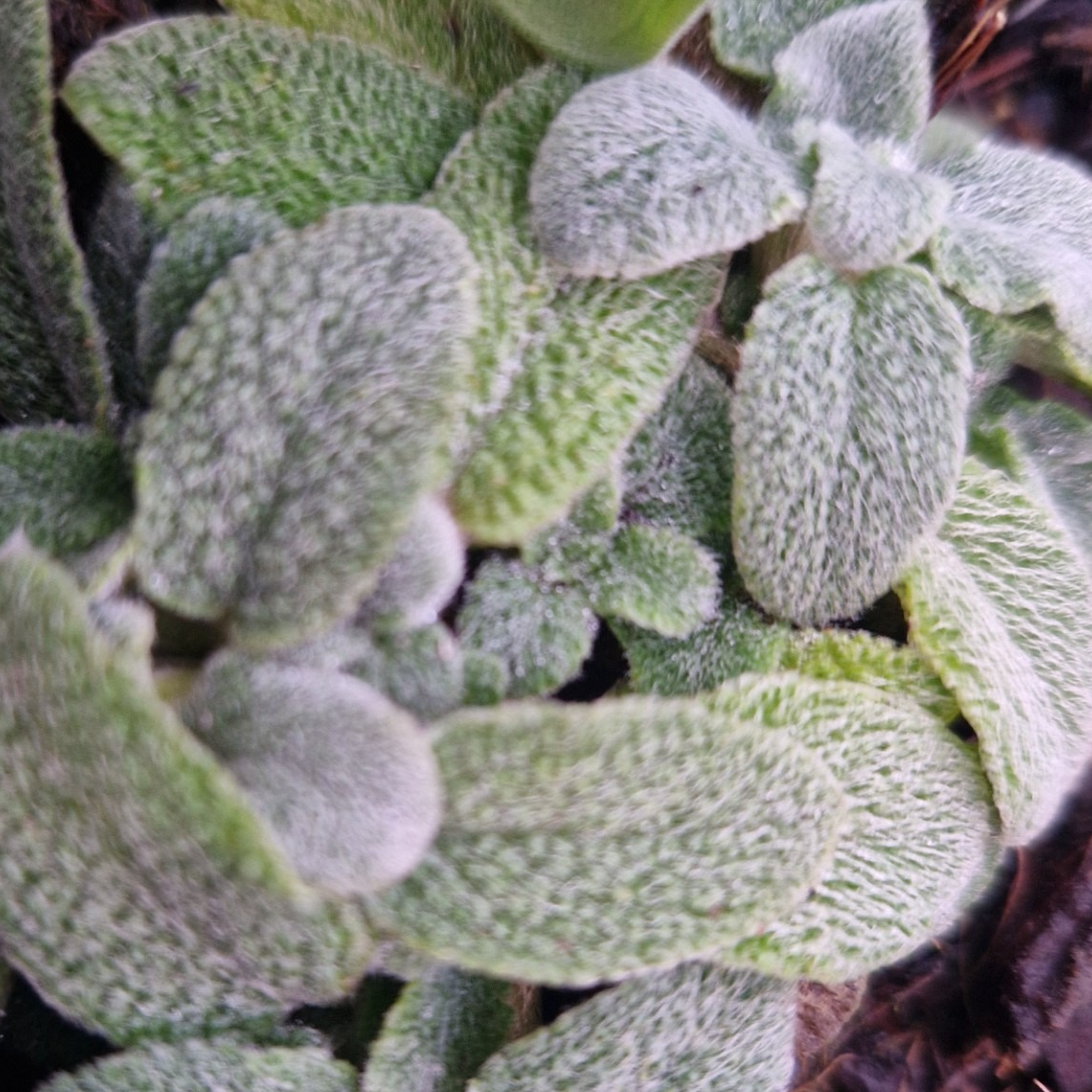 Stachys byzantina 'Silky Fleece'