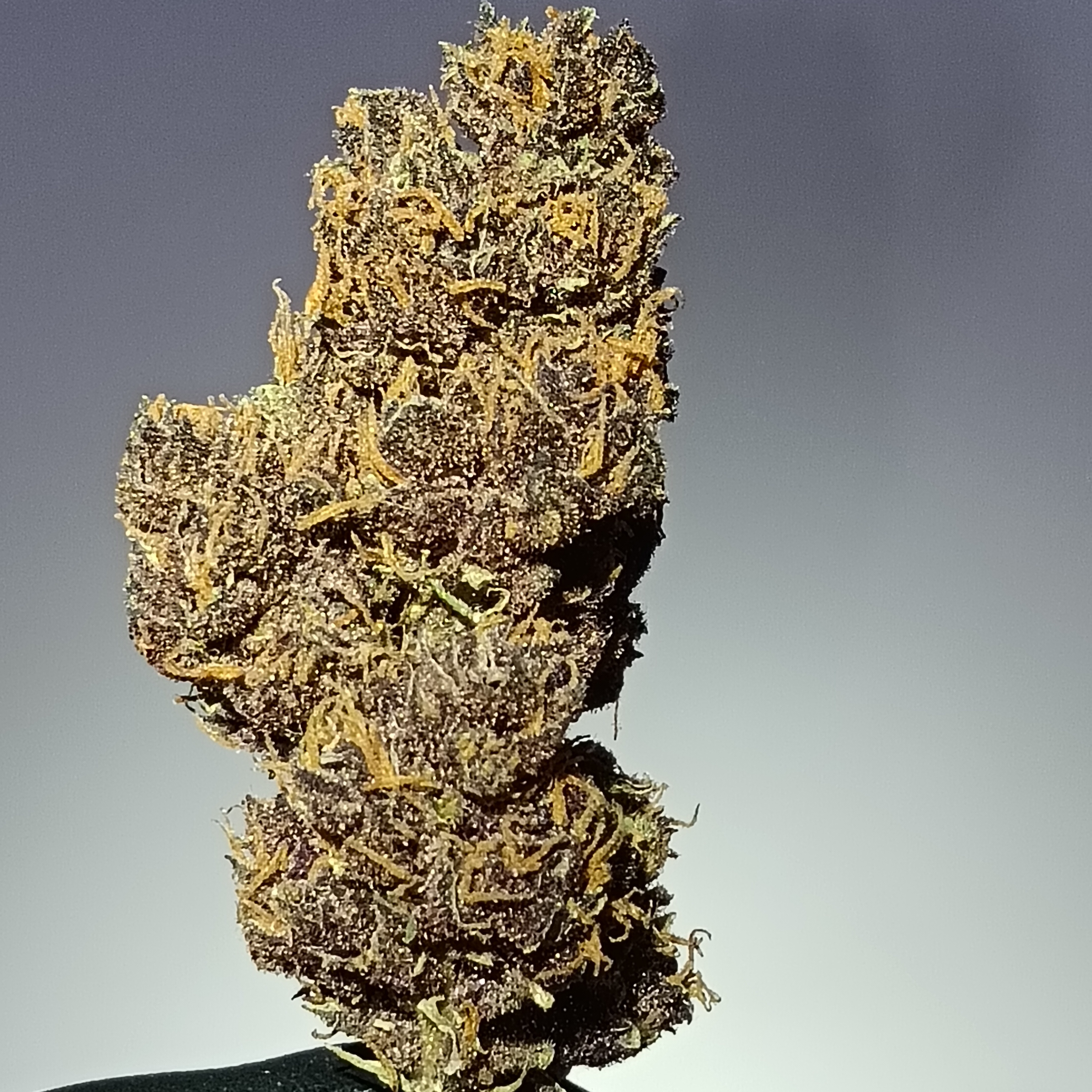 Legendary Platinum OG "Light Dep"