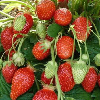 Fraisiers Rubis des Jardins  (non remontant) - Godet 10x10