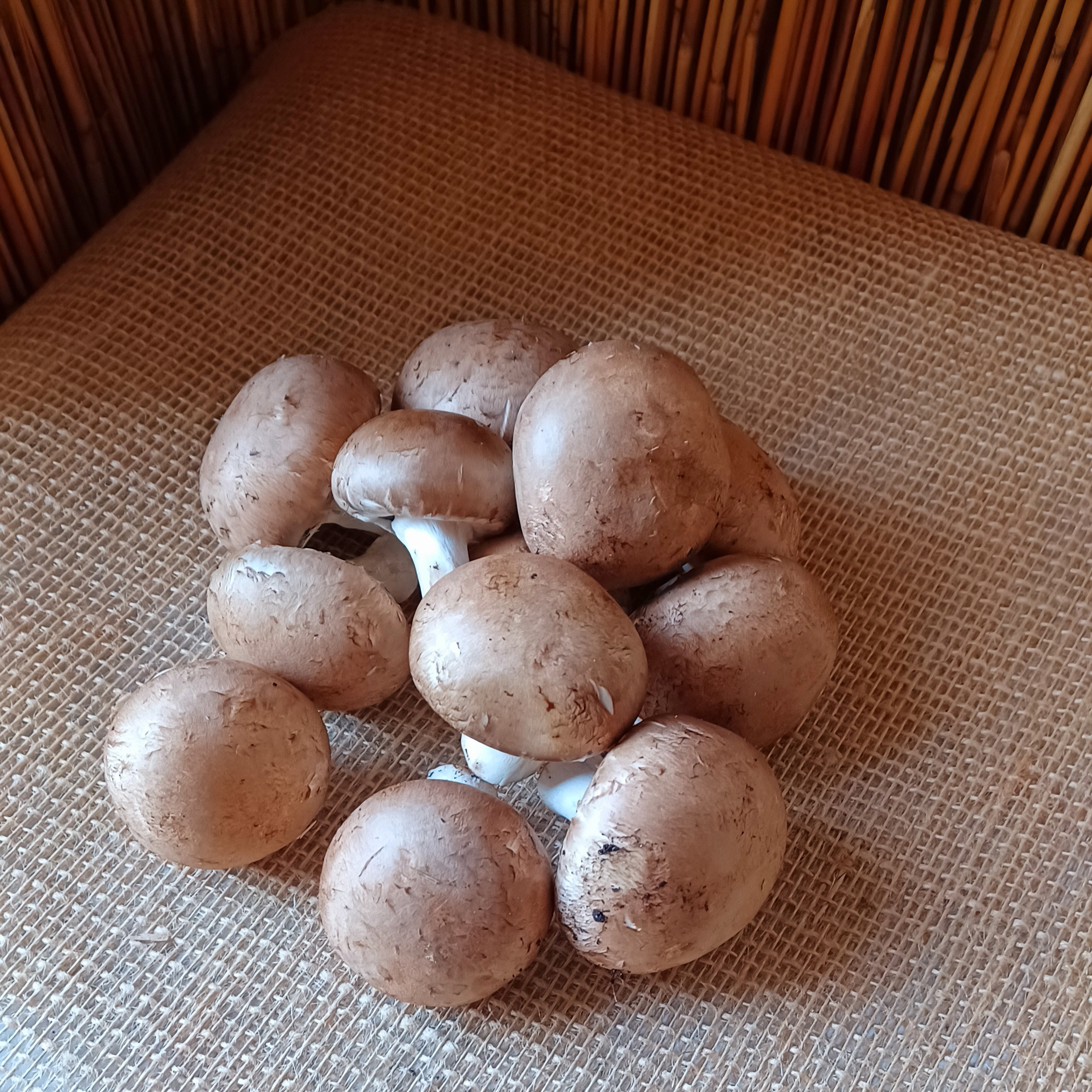 Champignons - 250g