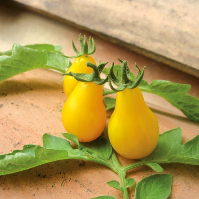 Plant Tomate Cerise Poire Jaune - 300g