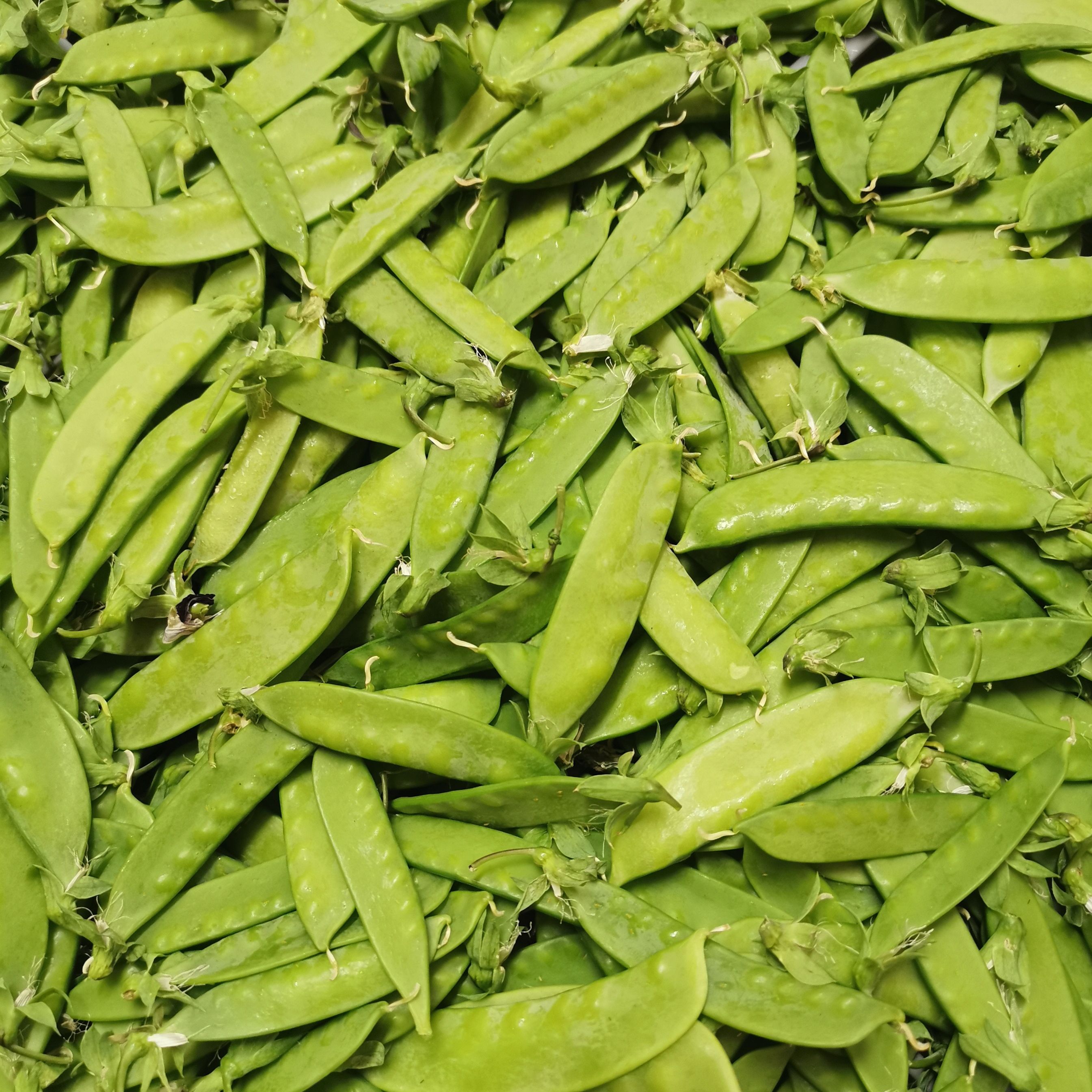 Pois MangeTout